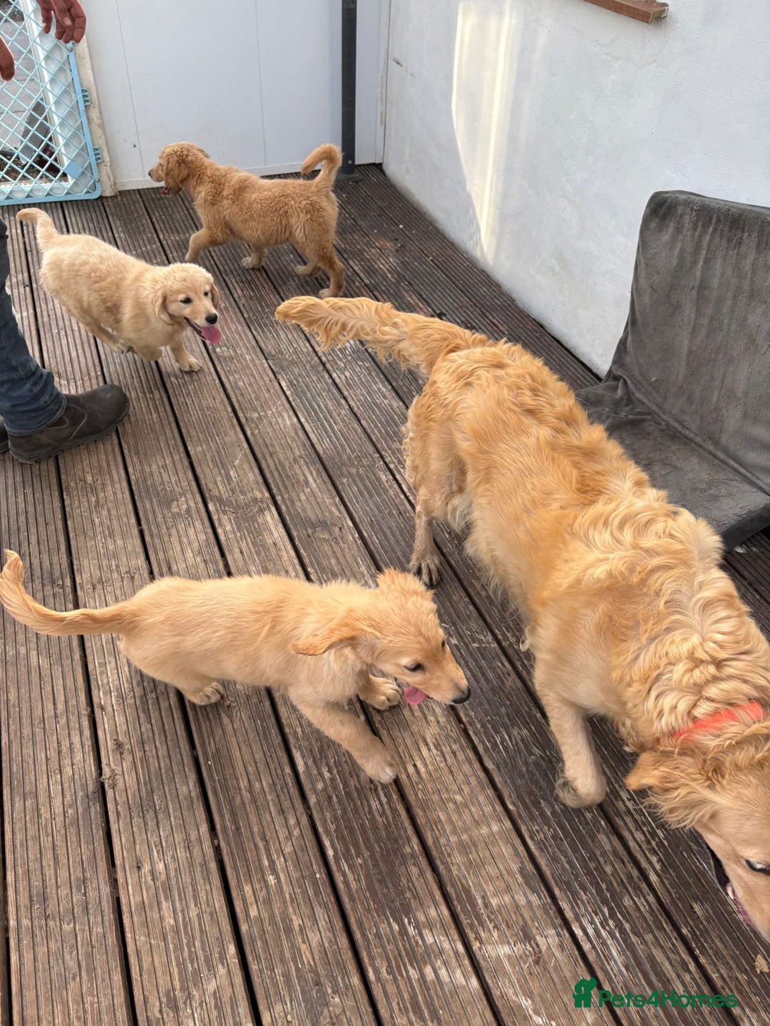 Goldendoodle dogs for sale: Healthy happy small golden retriever type puppies - Image 16
