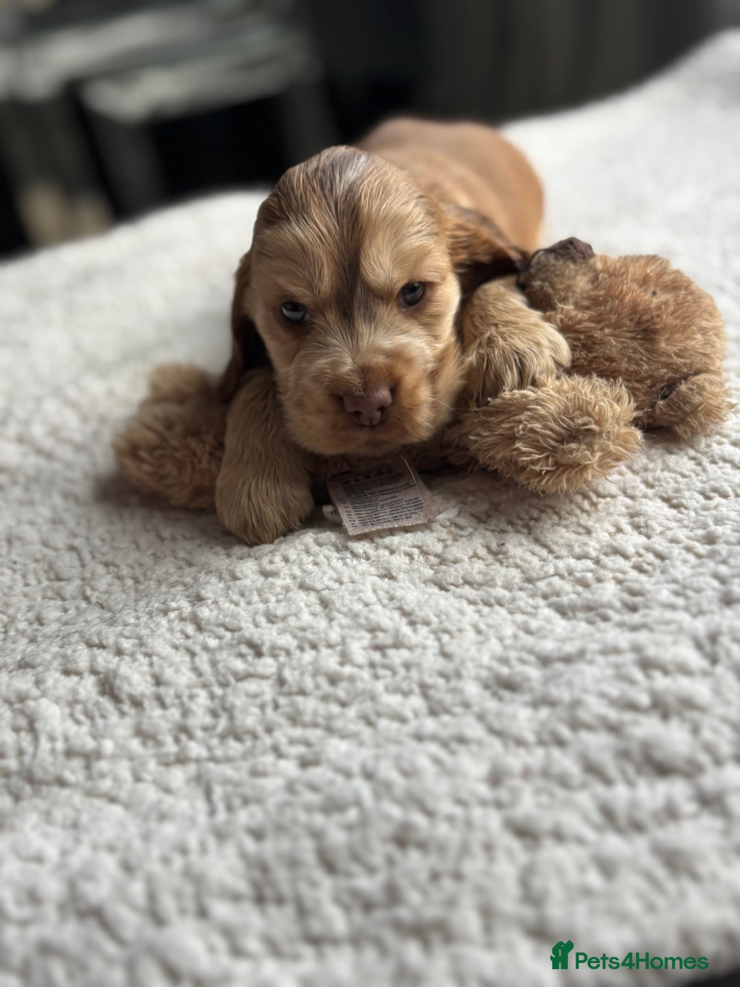 Cocker Spaniel dogs for sale: 🐾[Simbawood Lines]KC Show Cocker Spaniels🐾 - Advert 27