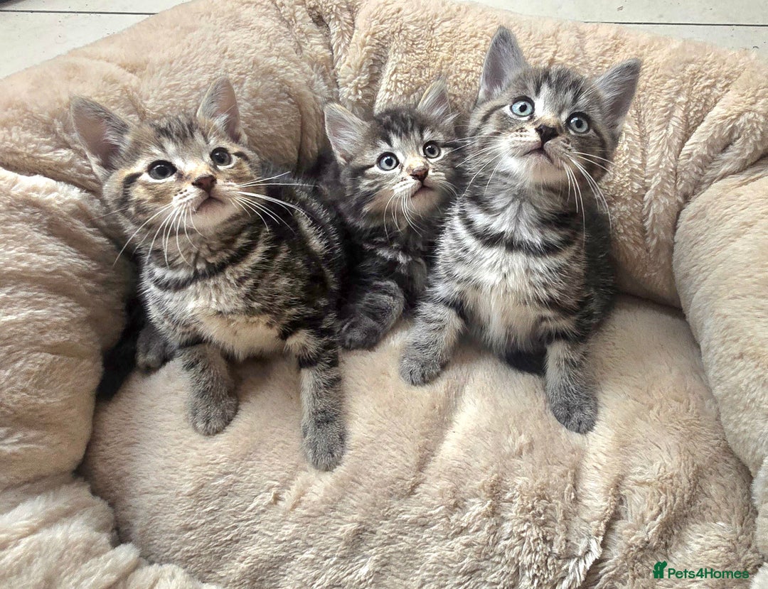 Maine Coon cats for sale: Adorable kittens Maine Coon mixed  - Image 2
