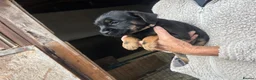 Mixed Breed dogs for sale: Border terrier x border poodle  - Advert 4