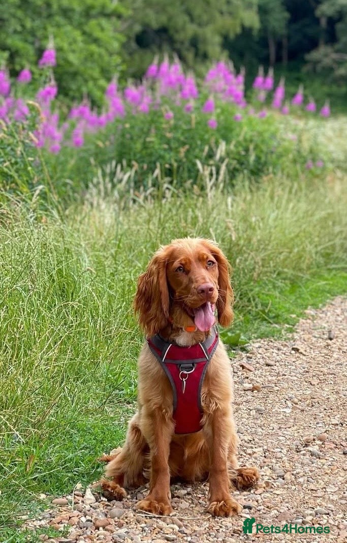 Cocker Spaniel dogs Stunning Male Cocker Spaniel  - Advert 1