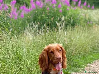 Cocker Spaniel dogs Stunning Male Cocker Spaniel - Advert 1