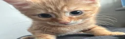 British Shorthair cats for sale: Ginger British shorthair male kittens.  3  - Advert 1
