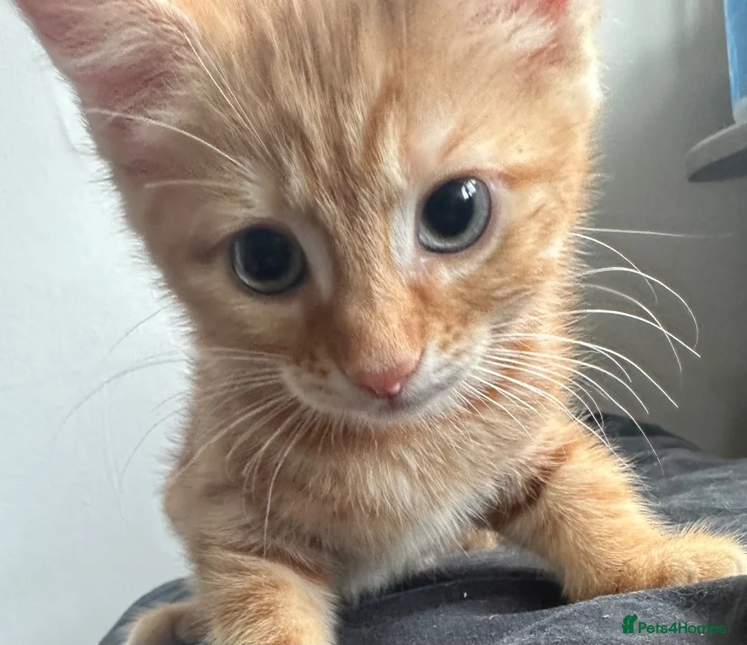 British Shorthair cats for sale: Ginger British shorthair male kittens.  3  - Advert 1