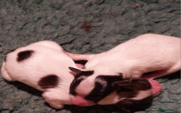 Papillon dogs for sale: Male papillon  - Image 5