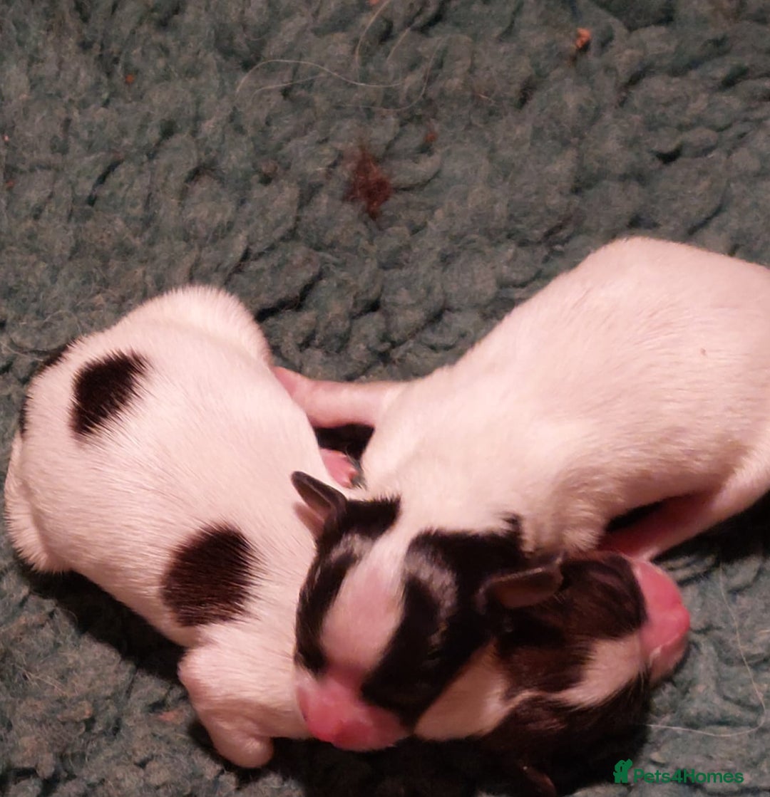 Papillon dogs for sale: Male papillon  - Image 5