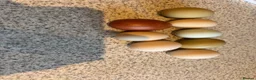 Chickens poultry for sale: Special egg layers hens and Wyandotte banthams  in Dorking - Advert 6