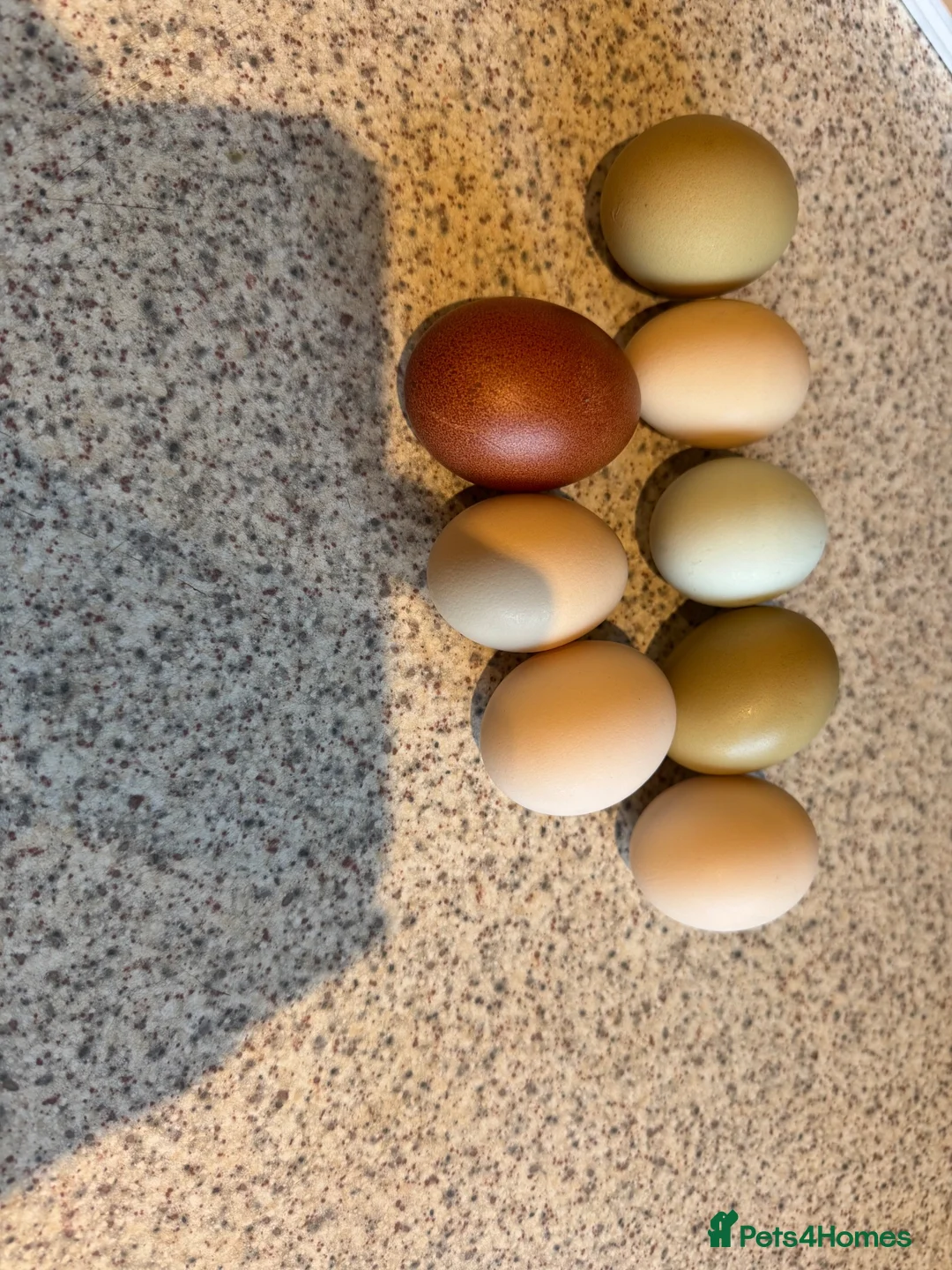 Chickens poultry for sale: Special egg layers hens and Wyandotte banthams  in Dorking - Advert 6