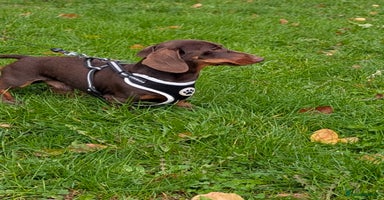 Mixed Breed dogs Pomchi x Dachshund 3 females  - Advert 3