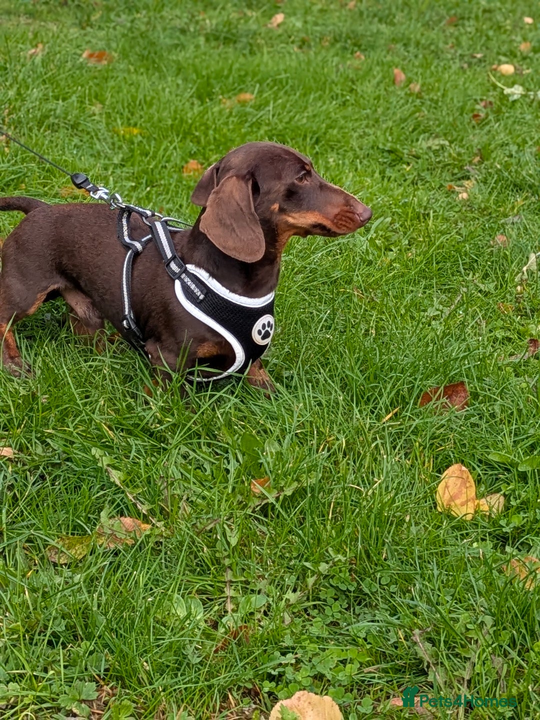 Mixed Breed dogs for sale: Pomchi x Dachshund 3 females  - Advert 3