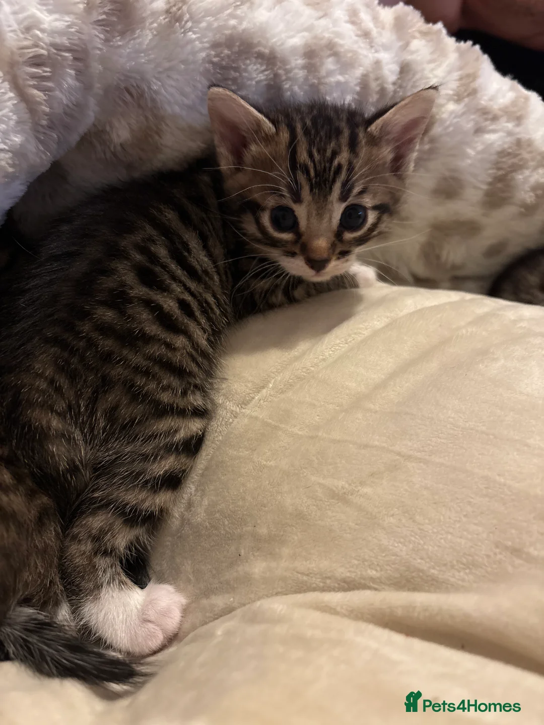 Bengal cats for sale: Bengal kittens  - Advert 2