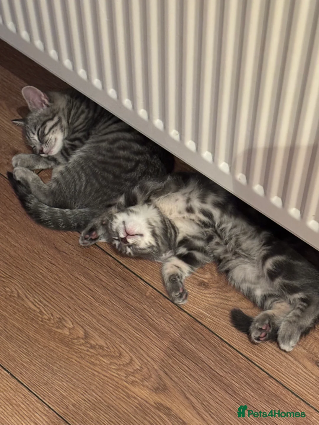 Domestic Shorthair cats for sale: Beautiful grey kittens available from 15 February  - Advert 12
