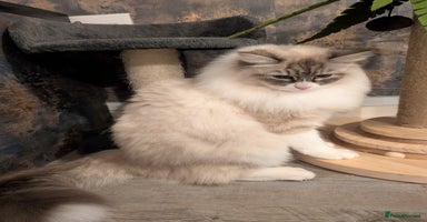 Siberian cats - Advert 5