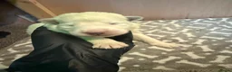 White Swiss Shepherd dogs for sale: Swiss white shepherds puppies  - Advert 12