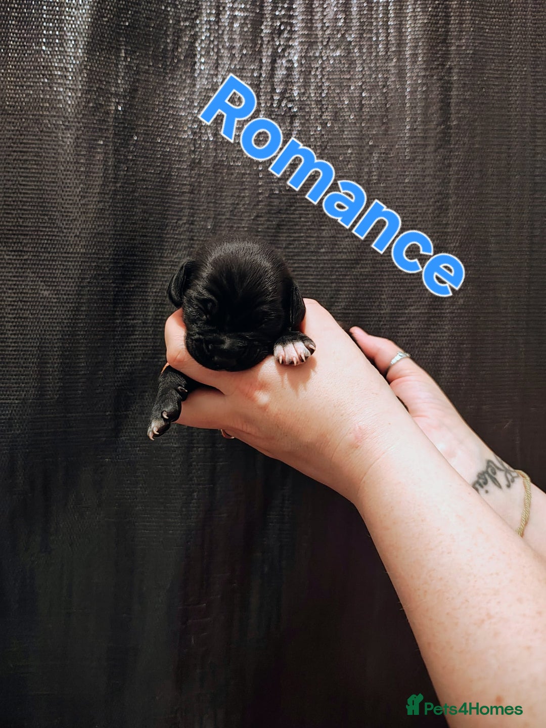 Mixed Breed dogs for sale: Pug x Lucher  - Image 22