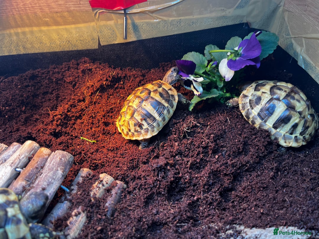 Hermann Tortoise reptiles for sale: Hermanns Tortoise babies - Image 11