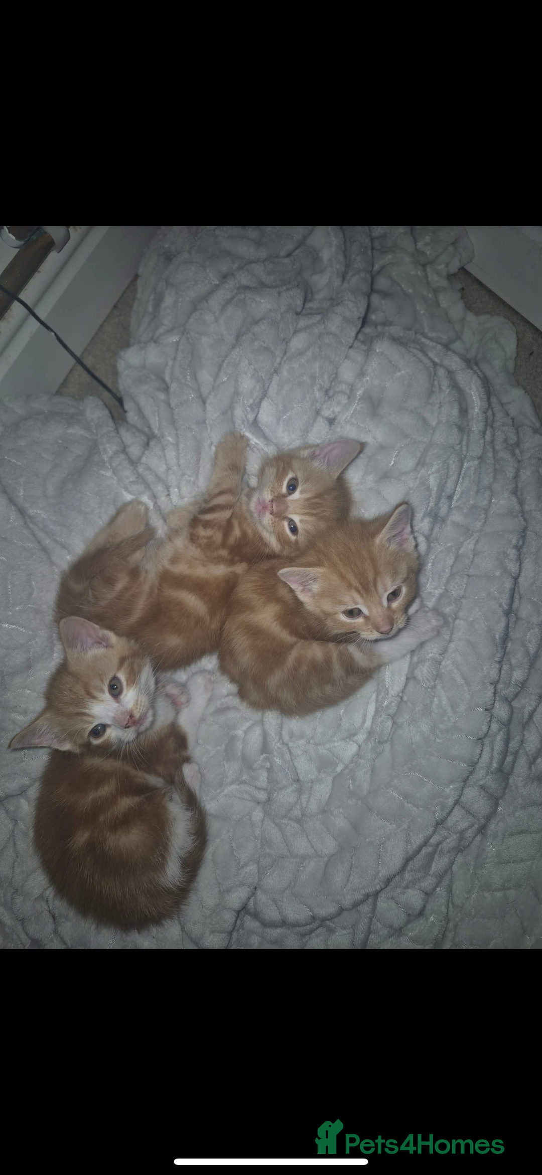 British Shorthair cats for sale: Beautiful little boys *3 left * - Image 1