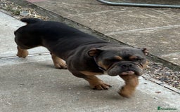 English Bulldog dogs for sale: English Bulldog - Image 1