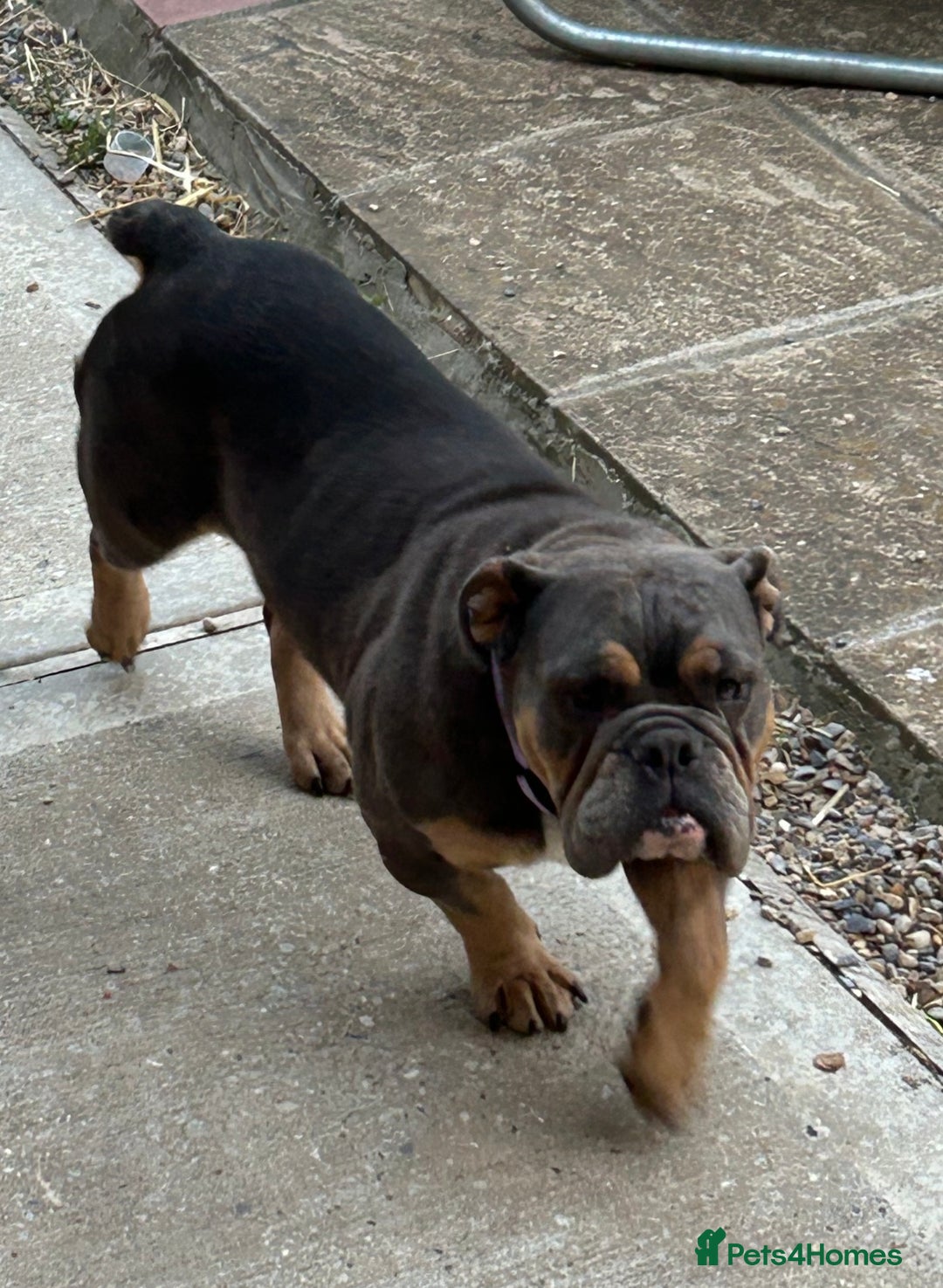 English Bulldog dogs for sale: English Bulldog - Image 1