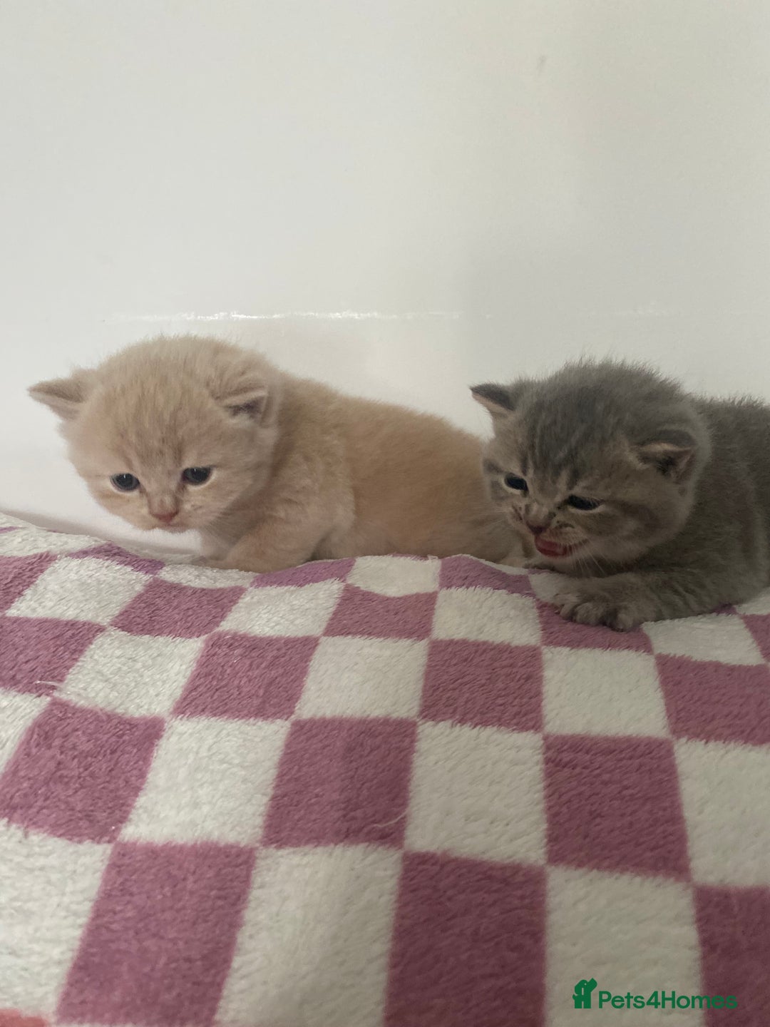 British Shorthair cats for sale: Gorgeous British shorthair kittens - Image 3