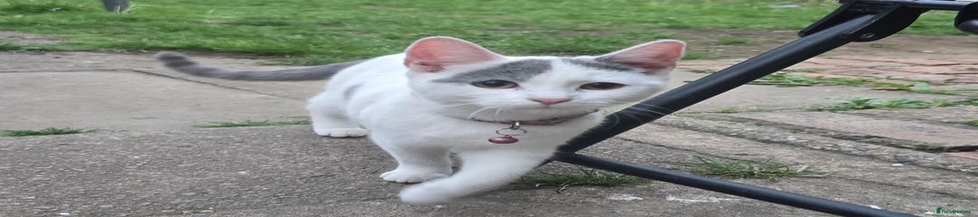 Mixed Breed Kitten 2