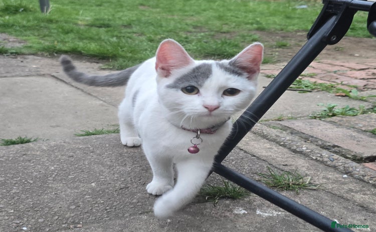 Mixed Breed cats - Advert 2