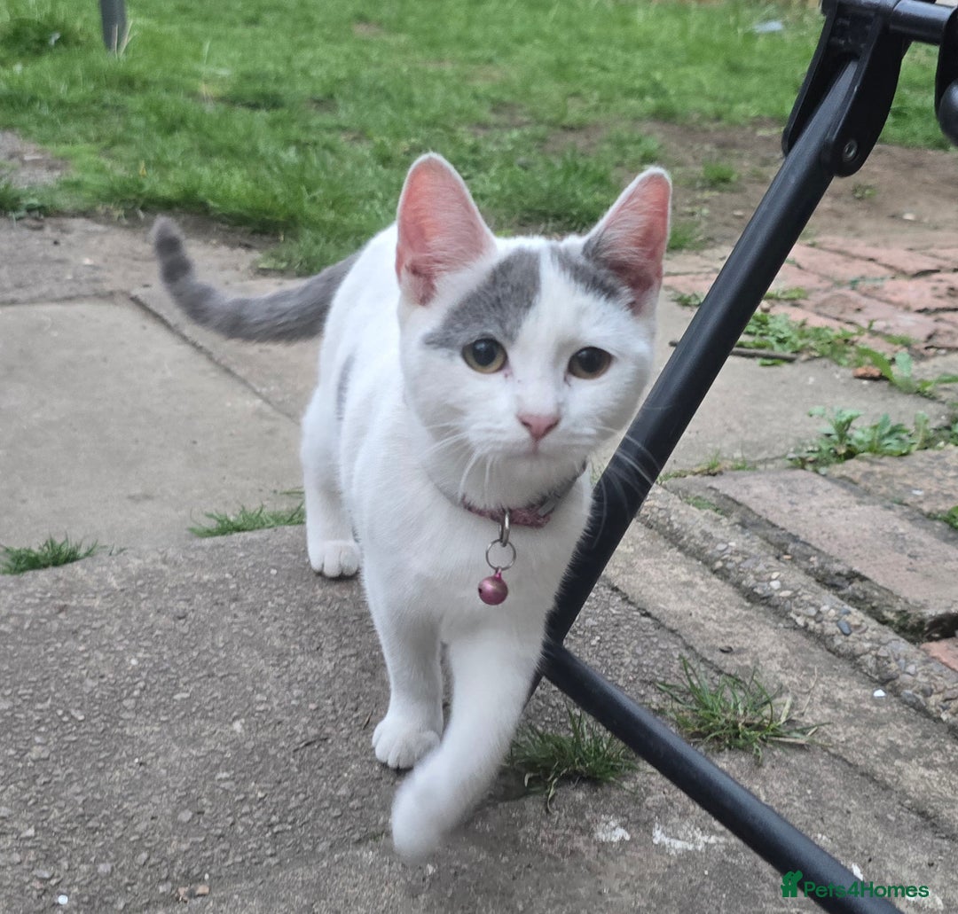 Mixed Breed cats for sale: Mix breed 2 kittens to rehome  - Image 1