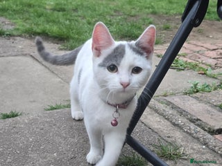Mixed Breed cats - Advert 16