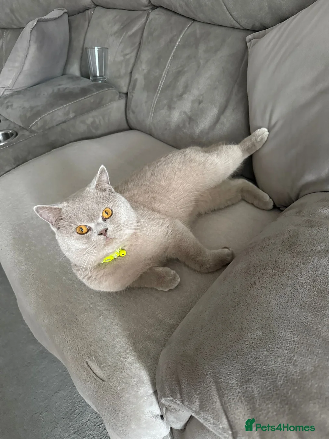 British Shorthair cats for sale: Adorable male BSH - Advert 2