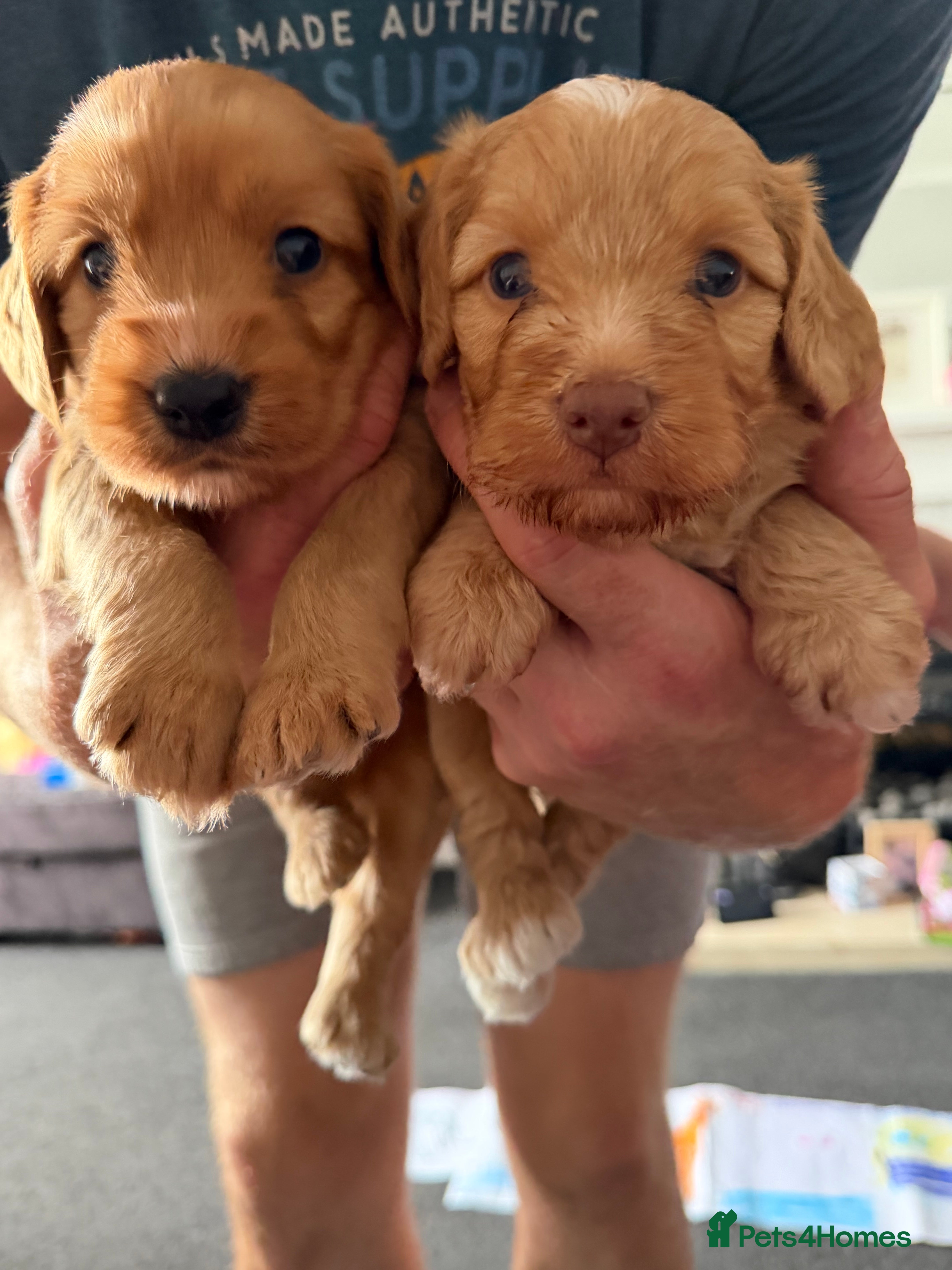 Mixed Breed dogs Cockapoo x - Advert 3