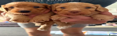 Mixed Breed 3