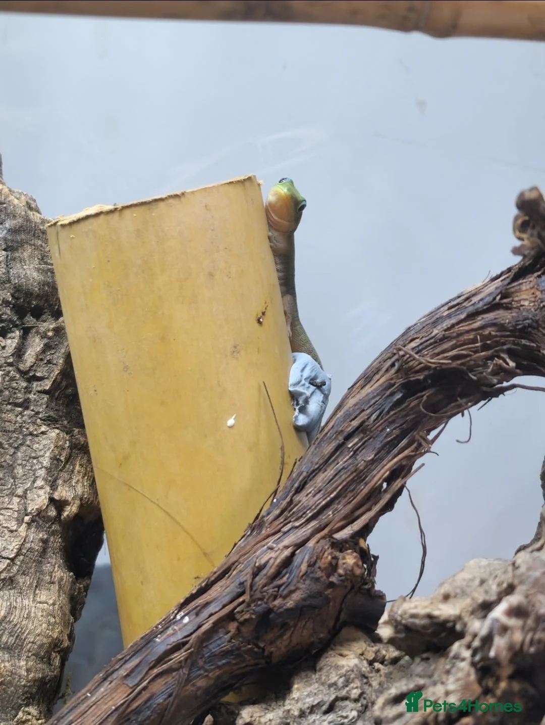 Gecko reptiles for sale: Gold Dust Day Gecko Babies - Advert 4