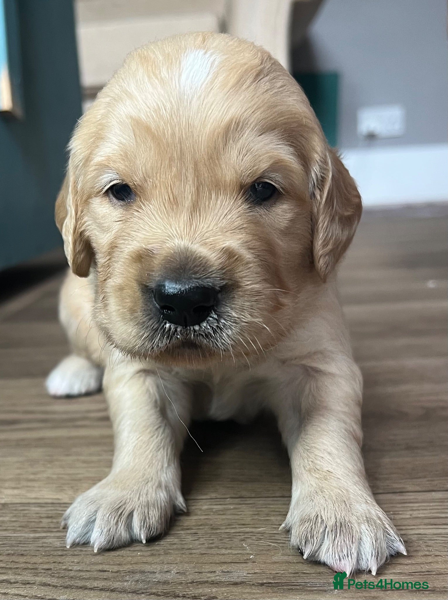 Golden Retriever dogs KC Reg Golden Retriever pups-ready mid August 2026 - Advert 2