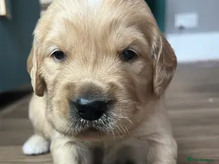 Golden Retriever dogs KC Reg Golden Retriever pups-ready mid August 2026 - Advert 2