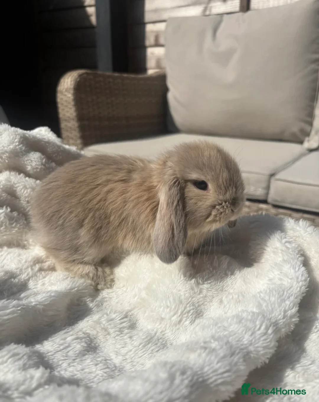 Mini Lop rabbits for sale: 2 Beautiful Mini Lops  - Advert 4