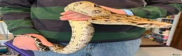 Boa Snake reptiles for sale: Boa Constrictor  - Advert 2