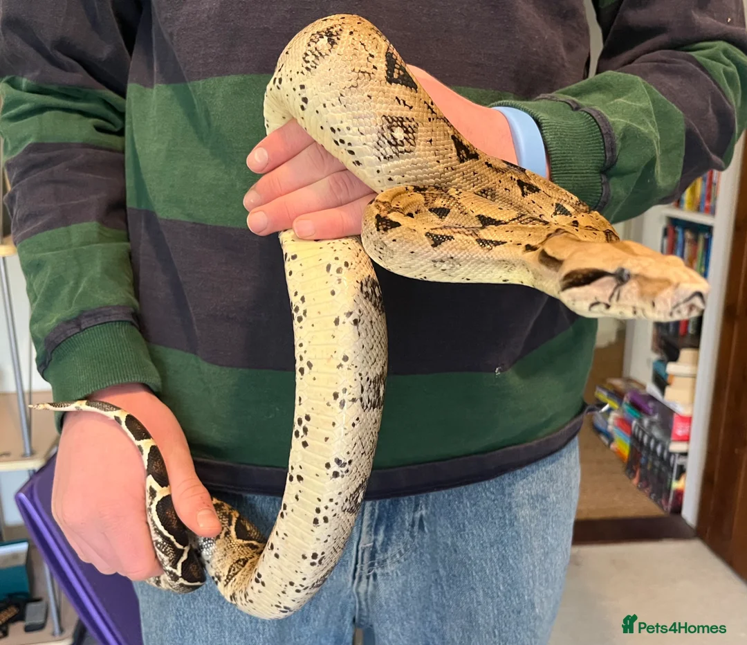 Boa Snake reptiles for sale: Boa Constrictor  - Advert 2