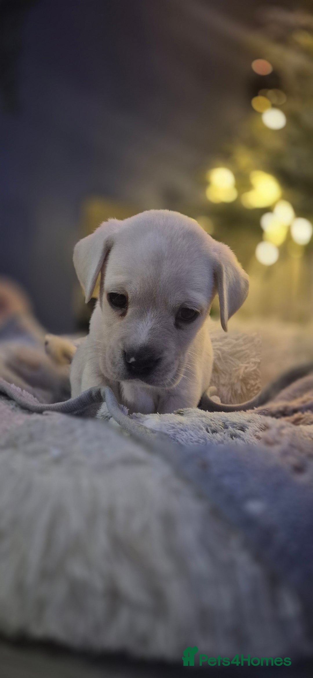 Mixed Breed dogs for sale: Labrador/french bulldog pups - Advert 6