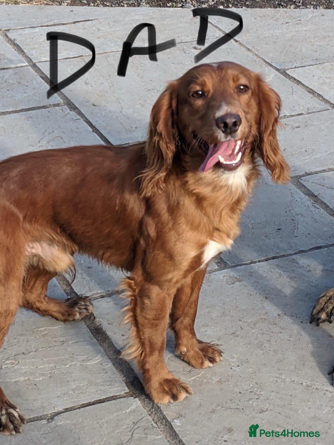 Cocker Spaniel dogs for sale: A gorgeous litter of WCS - Advert 31