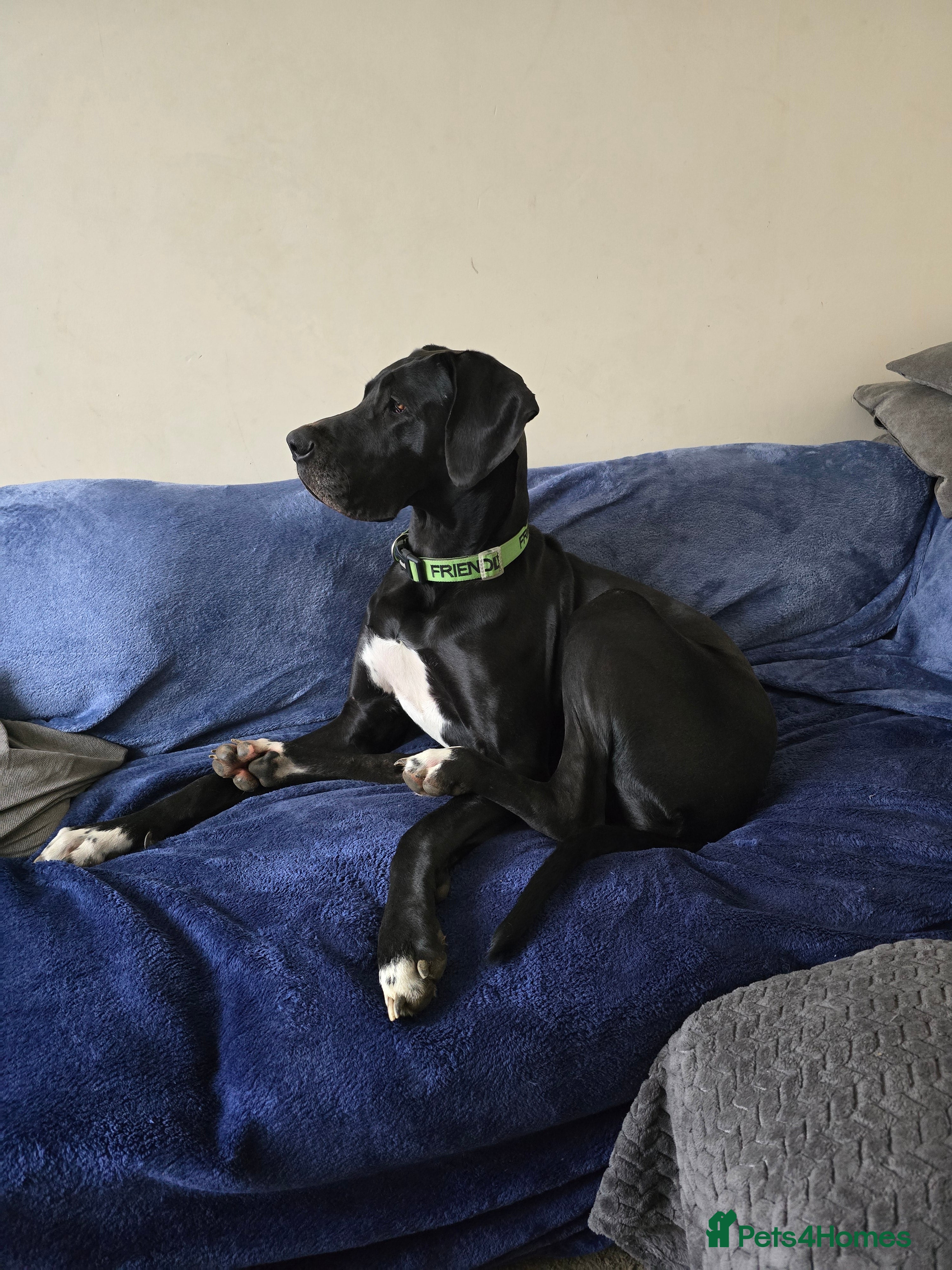Great Dane dogs Great dane female 16 months old in Melton Mowbray - Advert 4