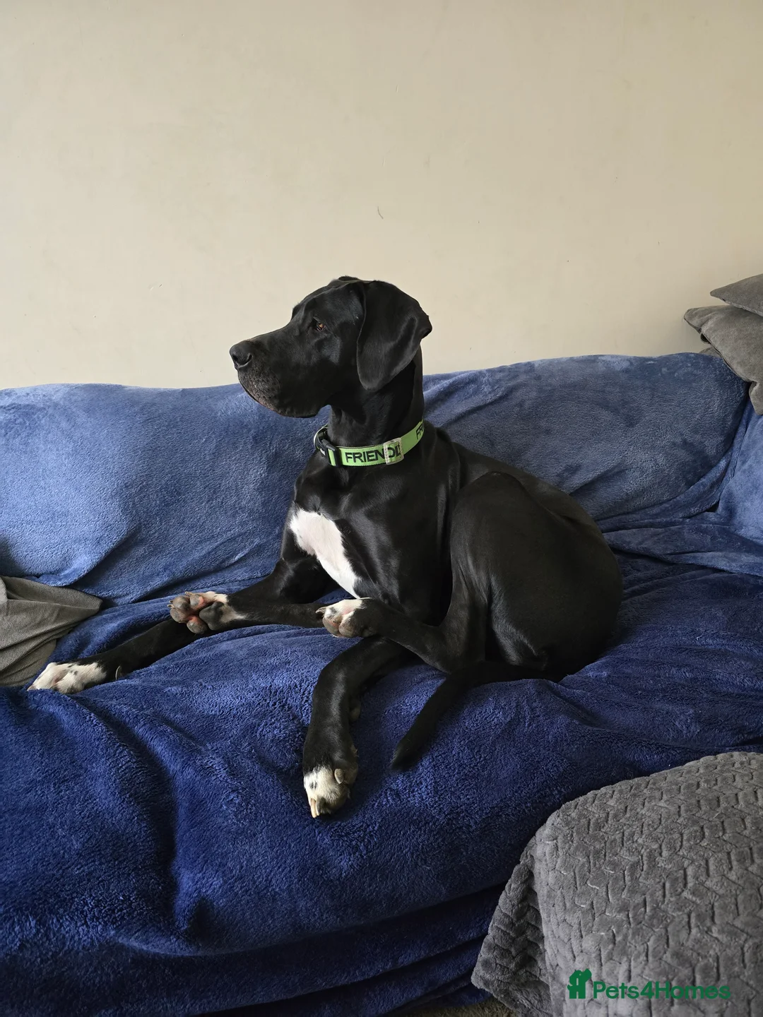 Great Dane dogs for sale: Great dane female 16 months old in Melton Mowbray - Advert 1