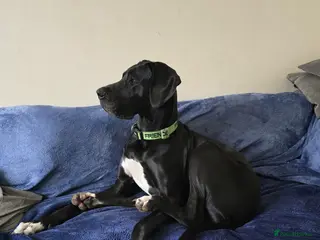 Great Dane dogs Great dane female 16 months old in Melton Mowbray - Advert 4