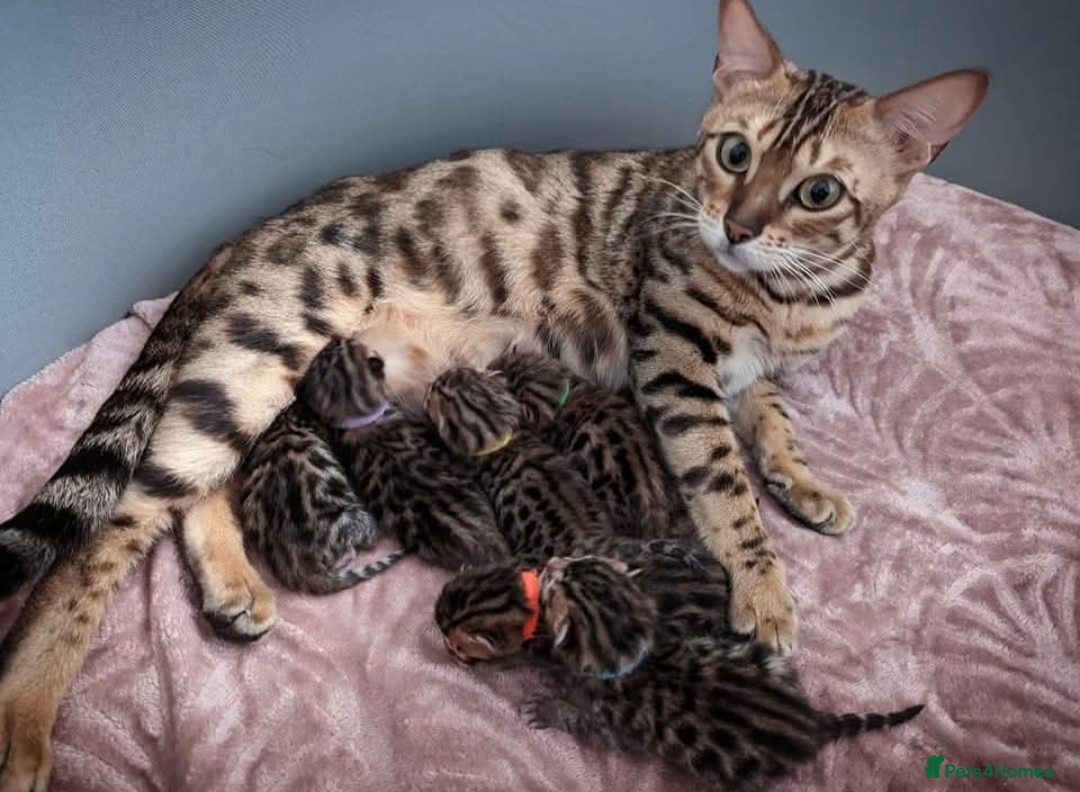 Bengal cats for sale: 🖤🤎🧡🤍Bengal sisters🤍🧡🤎🖤 - Image 7
