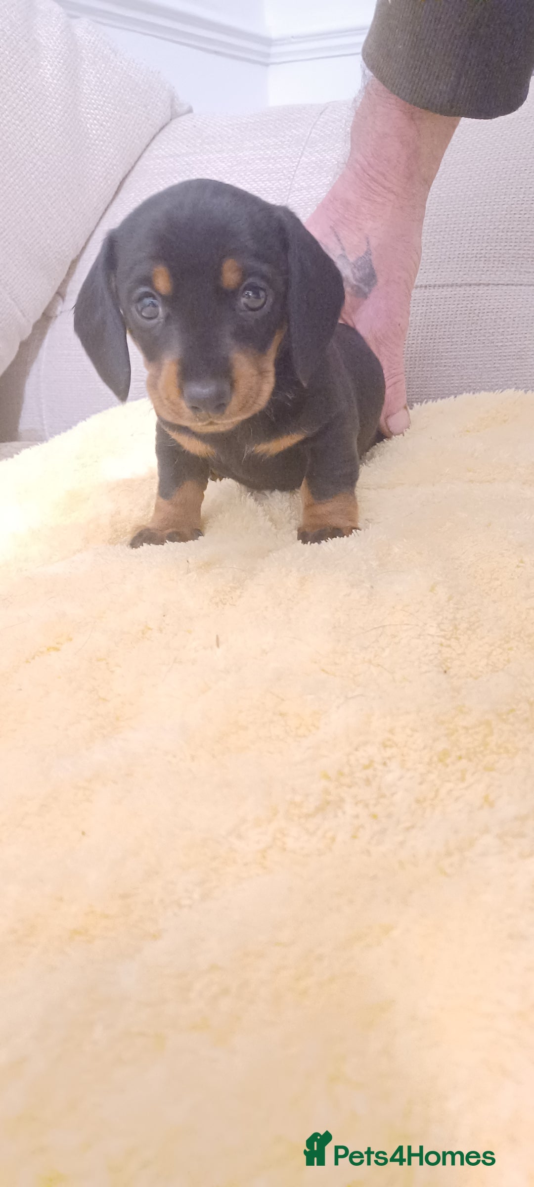 Miniature Dachshund dogs for sale: Miniature daschund  - Advert 3