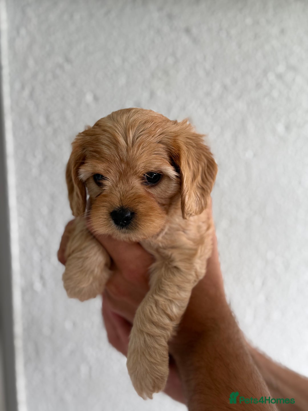 Cavapoo dogs for sale: 6 Beautiful Toy Cavapoo Girls  - Image 14