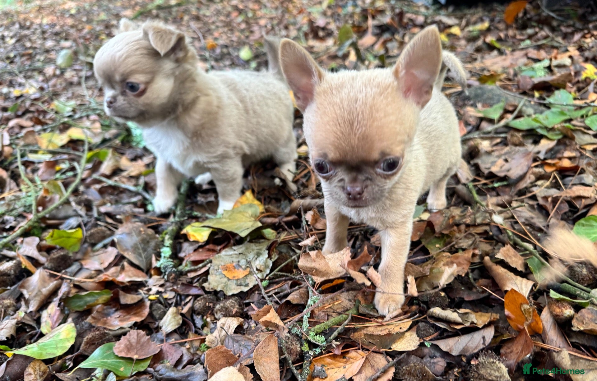 Chihuahua dogs for sale: Quality Adorable little Chihuahua Puppies - Advert 1