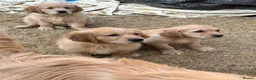 Golden Retriever dogs for sale: Stunning golden retriever puppies  - Advert 4