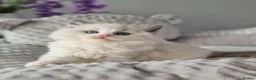 Ragdoll cats for sale: 💙✨️🏆Waiting list*TICA Exclusive Ragdoll kittens  - Advert 16