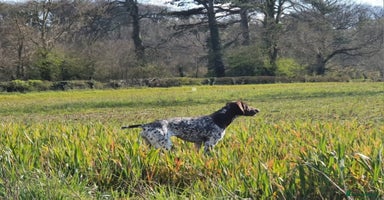 German Shorthaired Pointer dogs - Advert 12