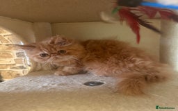Persian cats for sale: 💗5 Boys and 3 Girl 💗 - Image 4